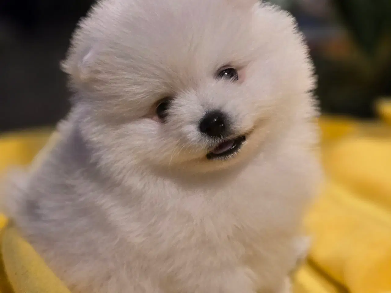 Billede 3 - Pomeranian hvalpe , 4 søde drenge. 