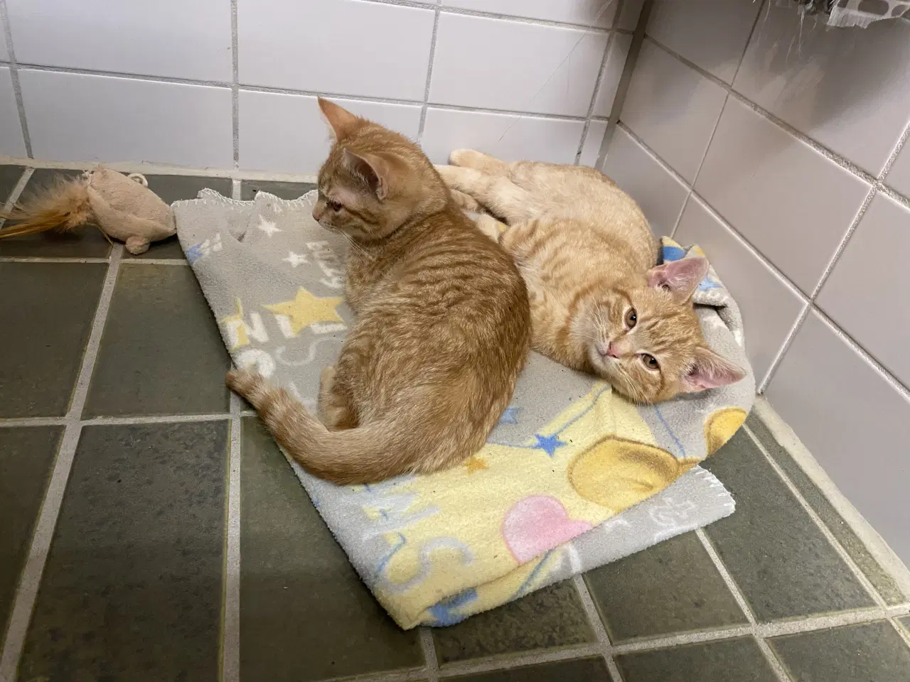 Billede 2 - 2 søde kattekillinger gives væk 