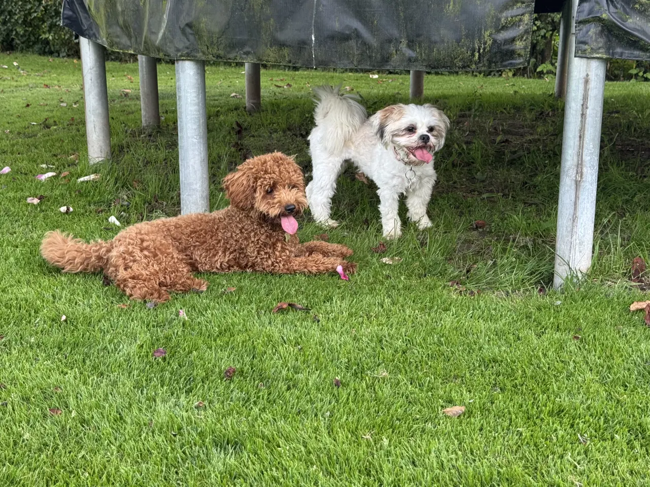 Billede 2 - Havapoo ventelisten er nu åben