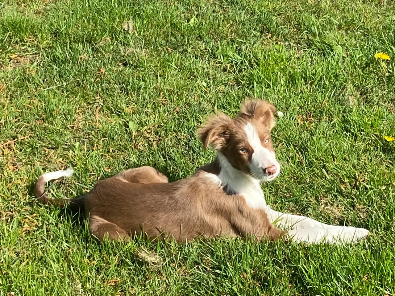 Billede 18 - Border collie