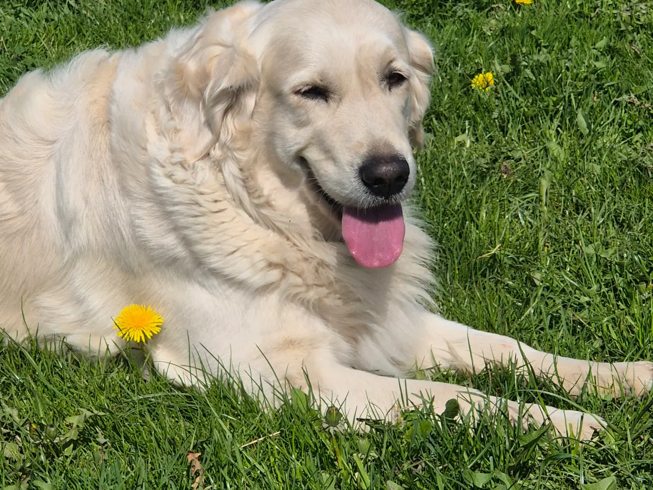 Billede 3 - Golden retriever 