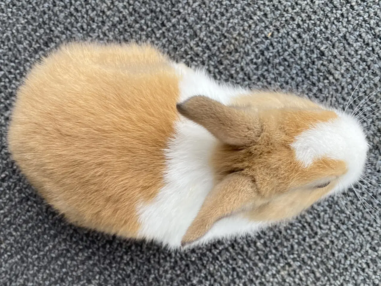 Billede 4 - HOLLÆNDER HUN MADAGASCAR