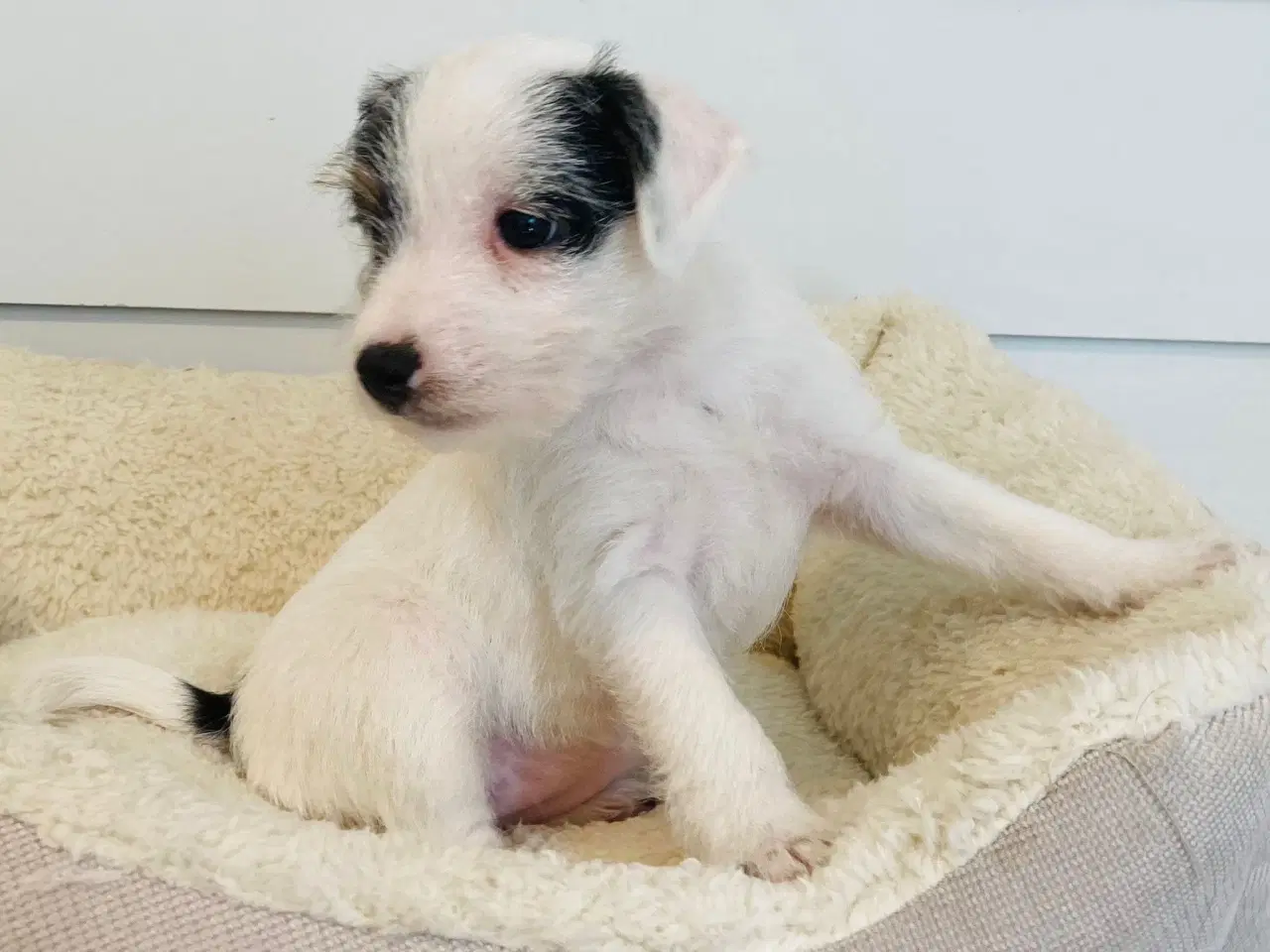 Billede 3 - Jack Russell terrier 