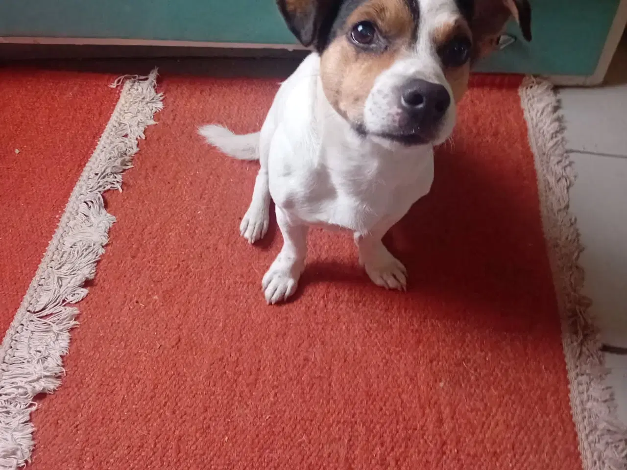 Billede 7 - Jack Russell terrier/Parson Russell terrier 