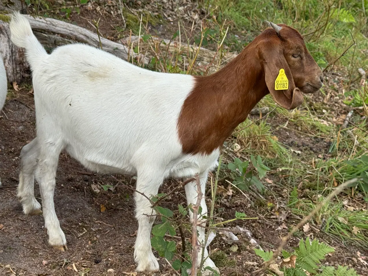 Billede 6 - Boer gimmer
