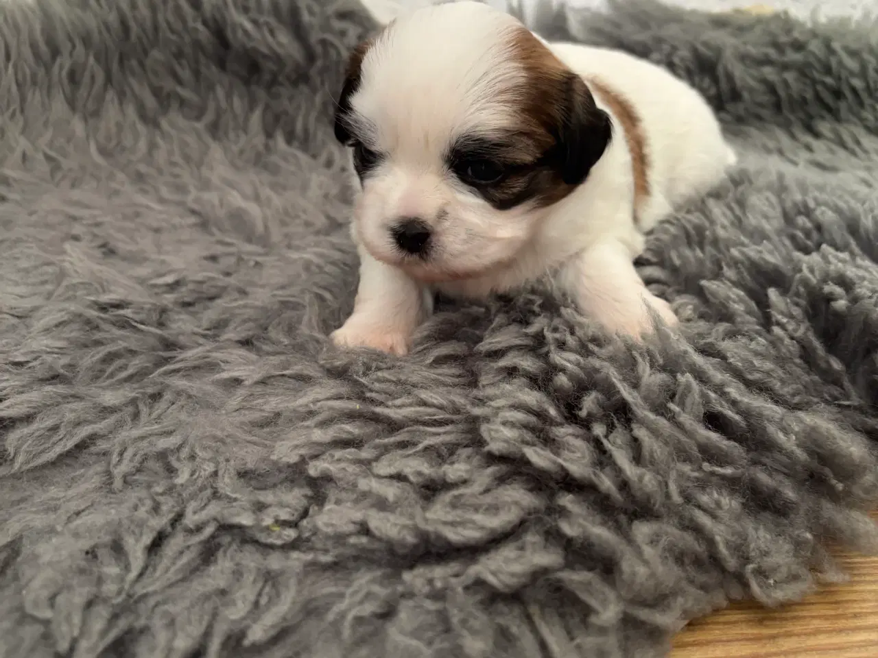 Billede 7 - Shih Tzu hvalpe sælges
