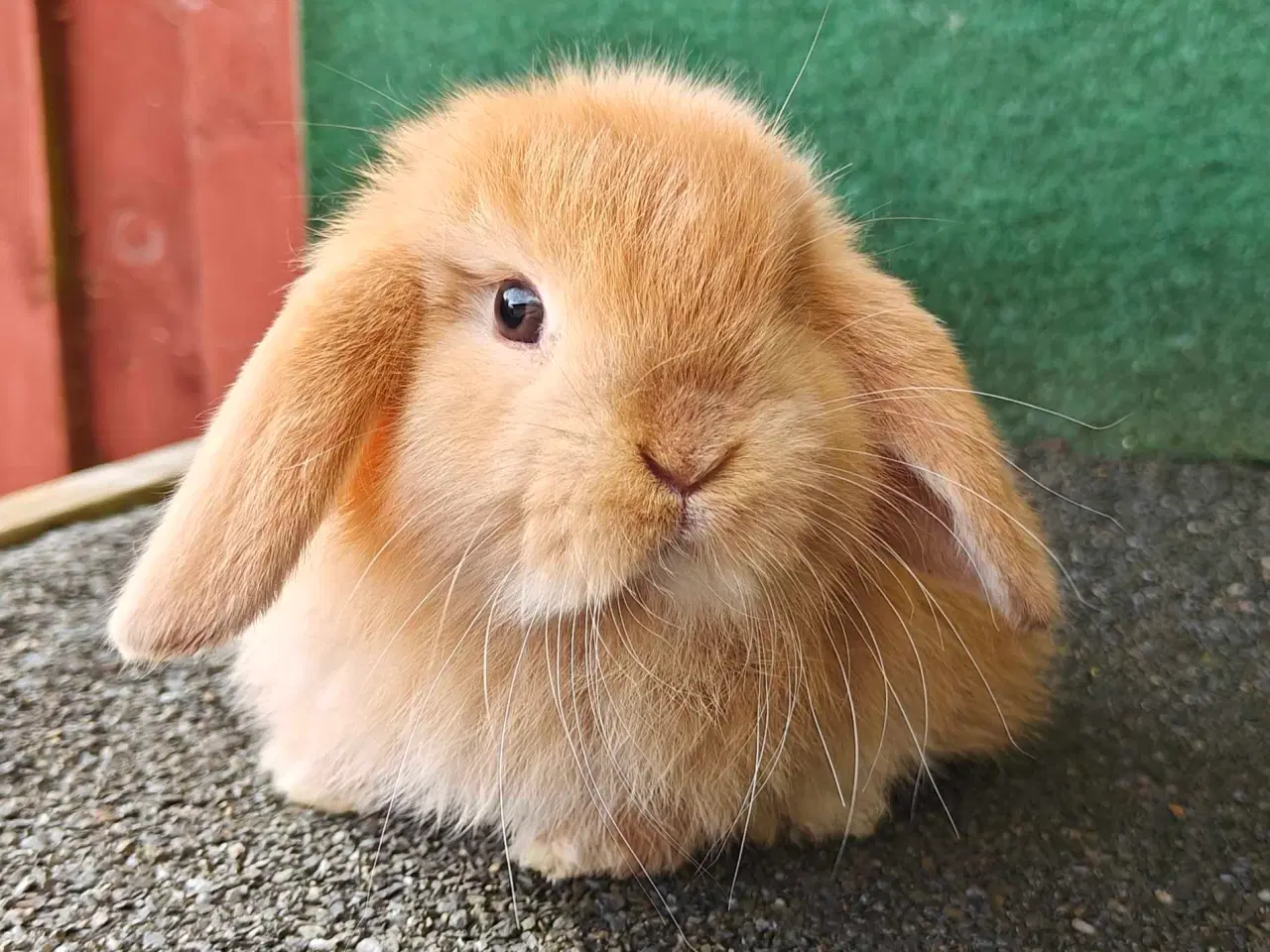 Billede 11 - Minilop