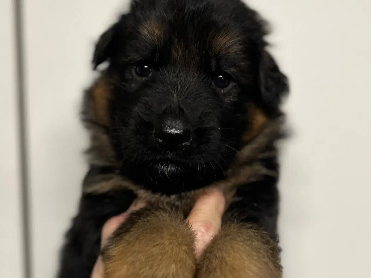 Billede 3 - Langhåret og korthåret schæfer hvalpe