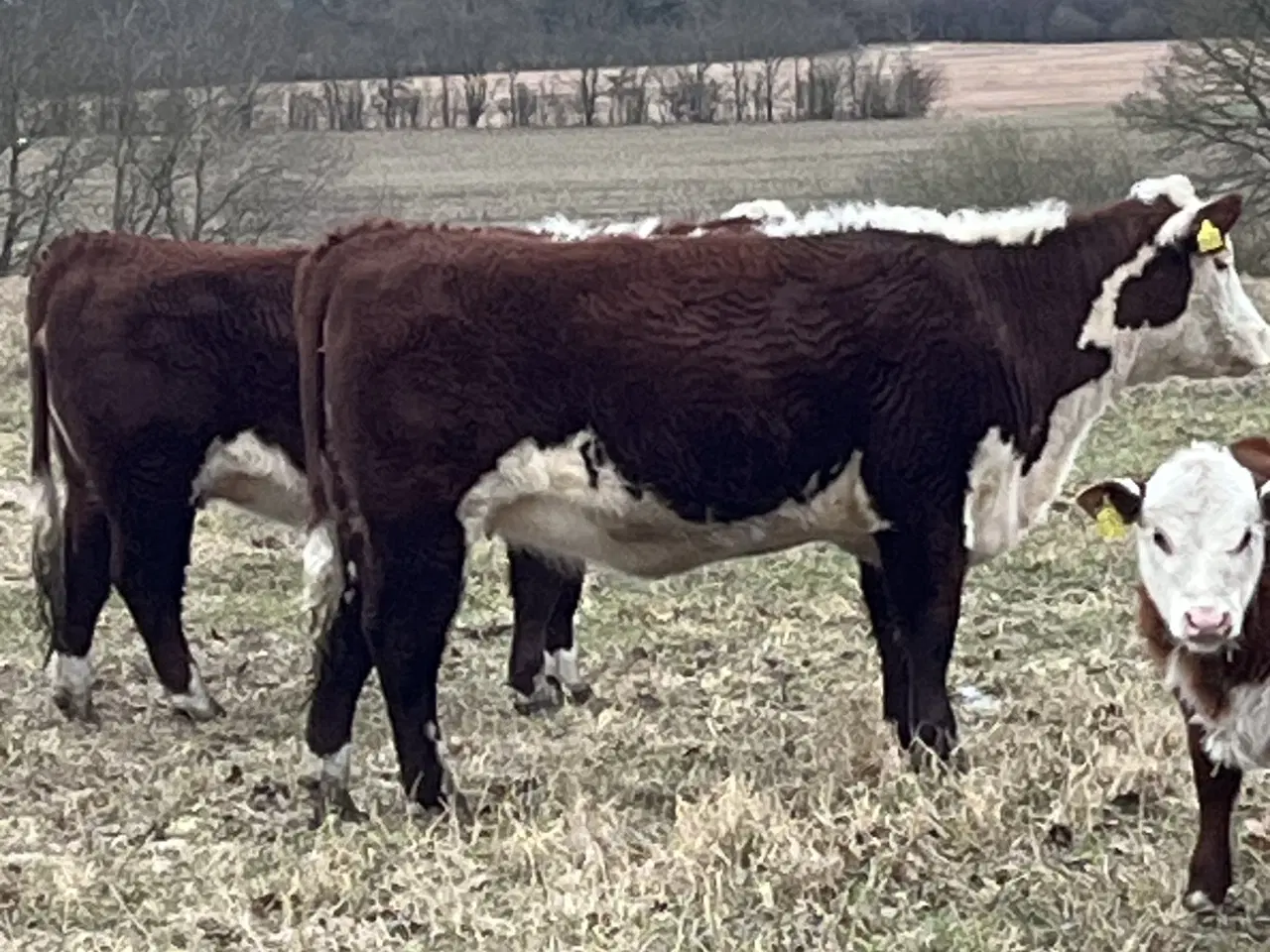 Billede 4 - Hereford køer, kvier og kalve