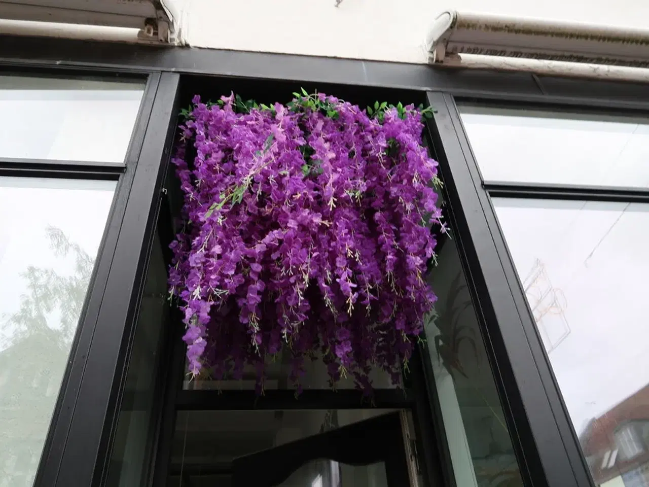 Billede 3 - Udendørs hængeplante