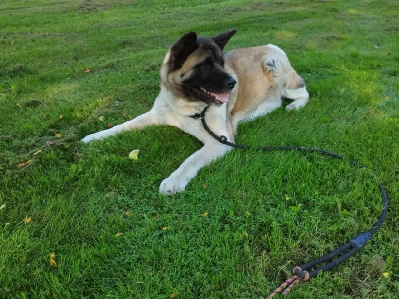 Billede 6 - 5 smukke American Akita hundehvalpe 