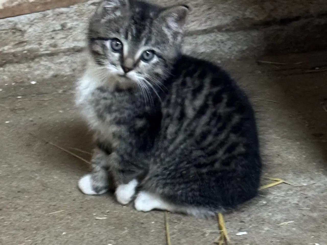 Billede 2 - Smukke killinger 