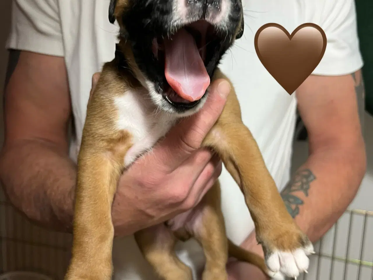 Billede 11 - Skønneste Boxerhvalpe søger nyt hjem