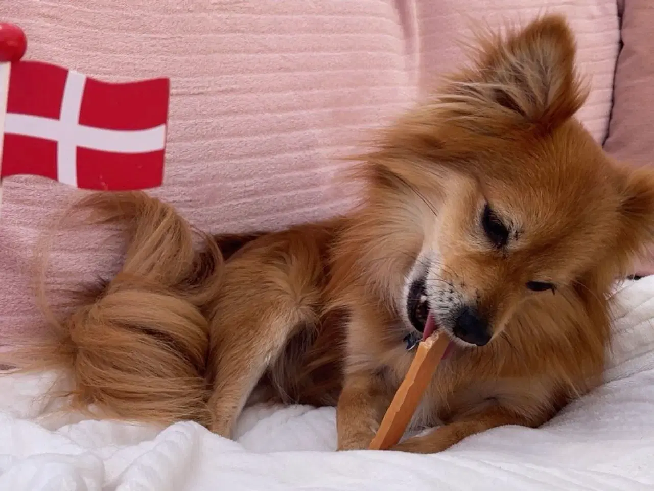 Billede 5 - Kærligste Milo 