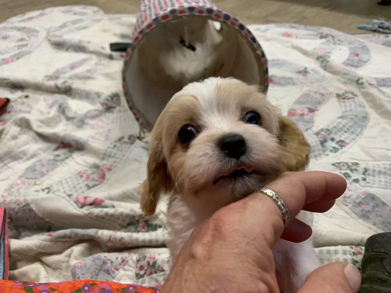 Billede 7 - Mini cavapoo babyer F1