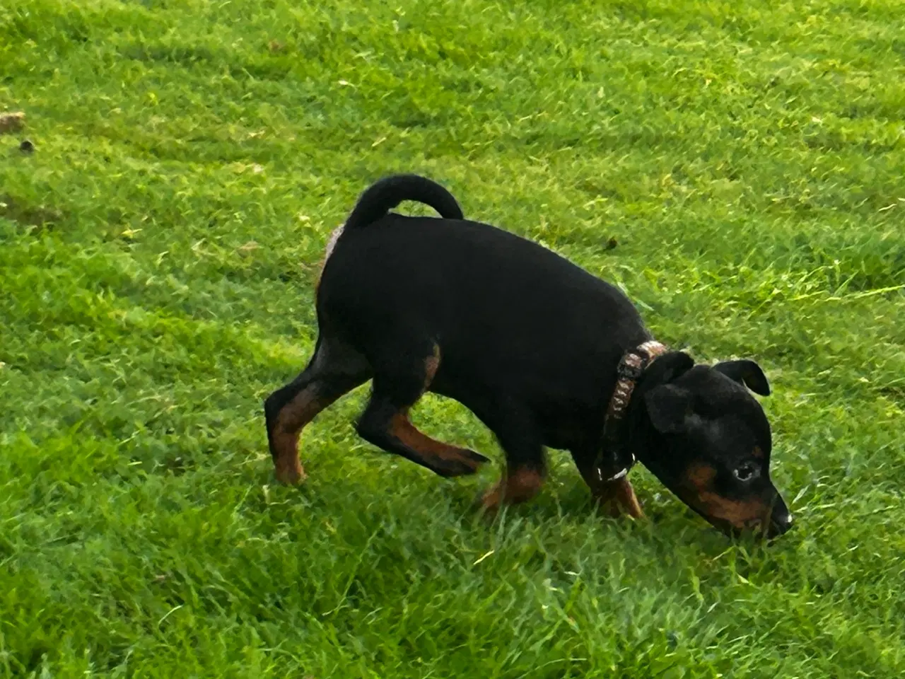 Billede 5 - Dværgpincher 