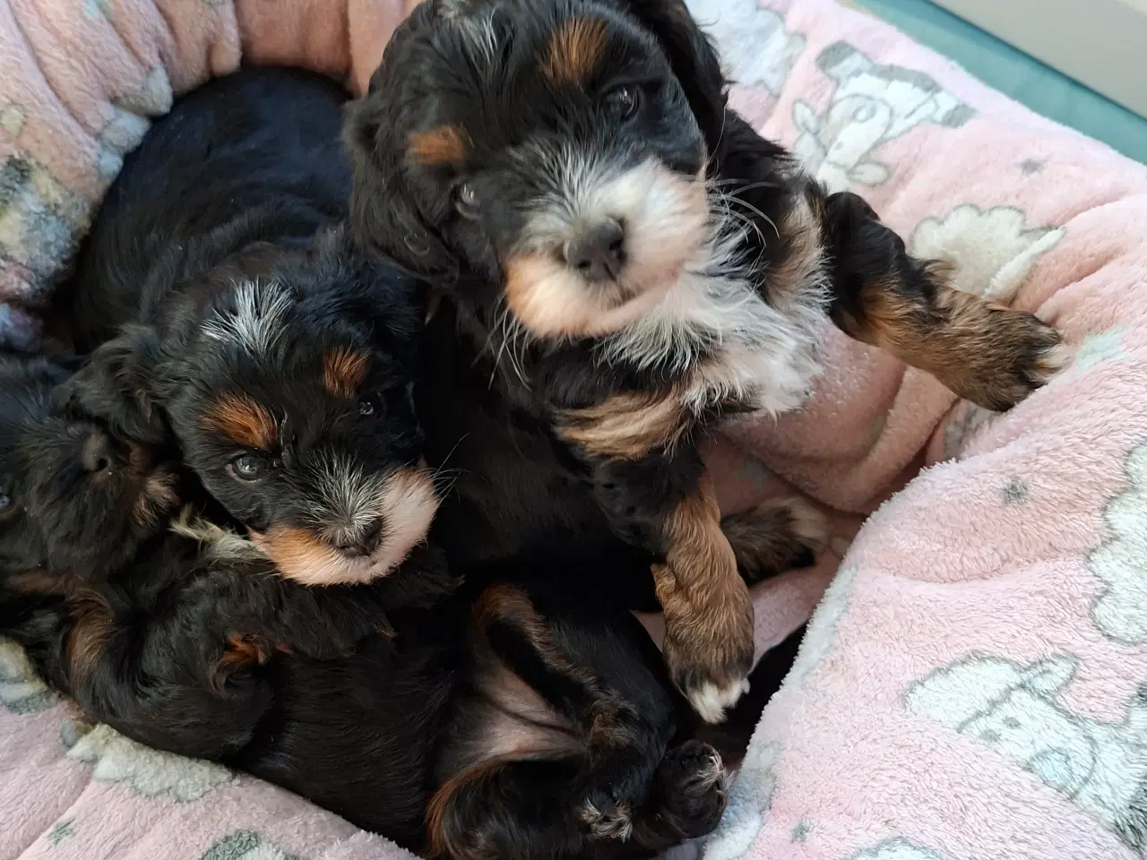 Billede 1 - Havapoo hvalpe til salg