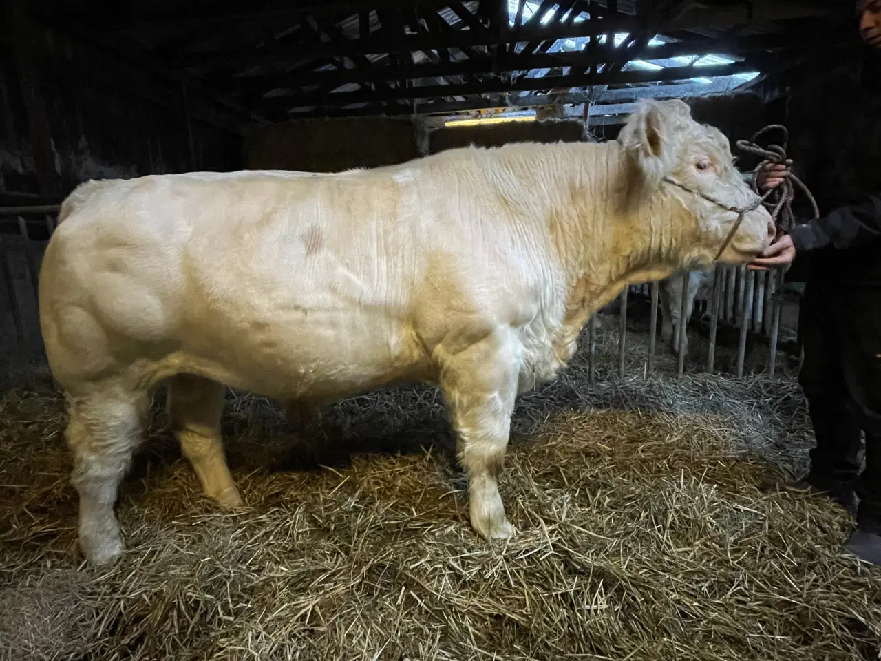 Billede 1 - Charolais tyr