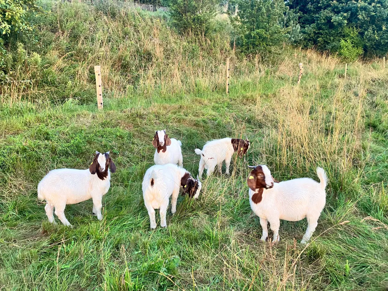 Billede 5 - Boergeder og bukke