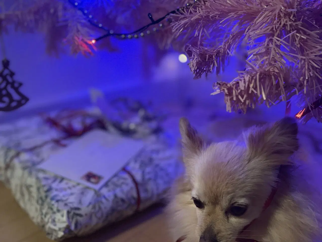 Billede 3 - Sød hund søger nyt hjem 