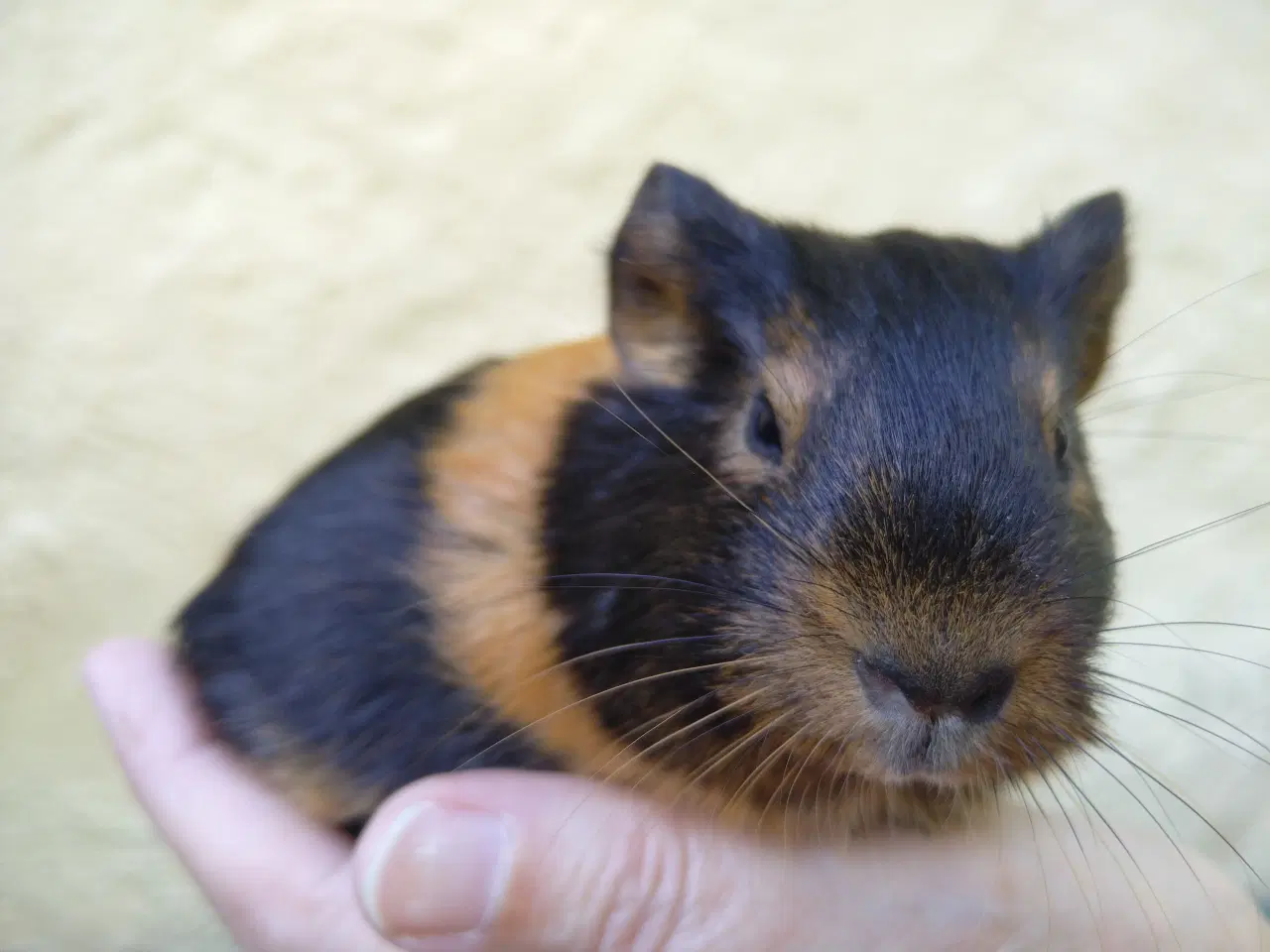 Billede 3 - 2 søstre i et køb