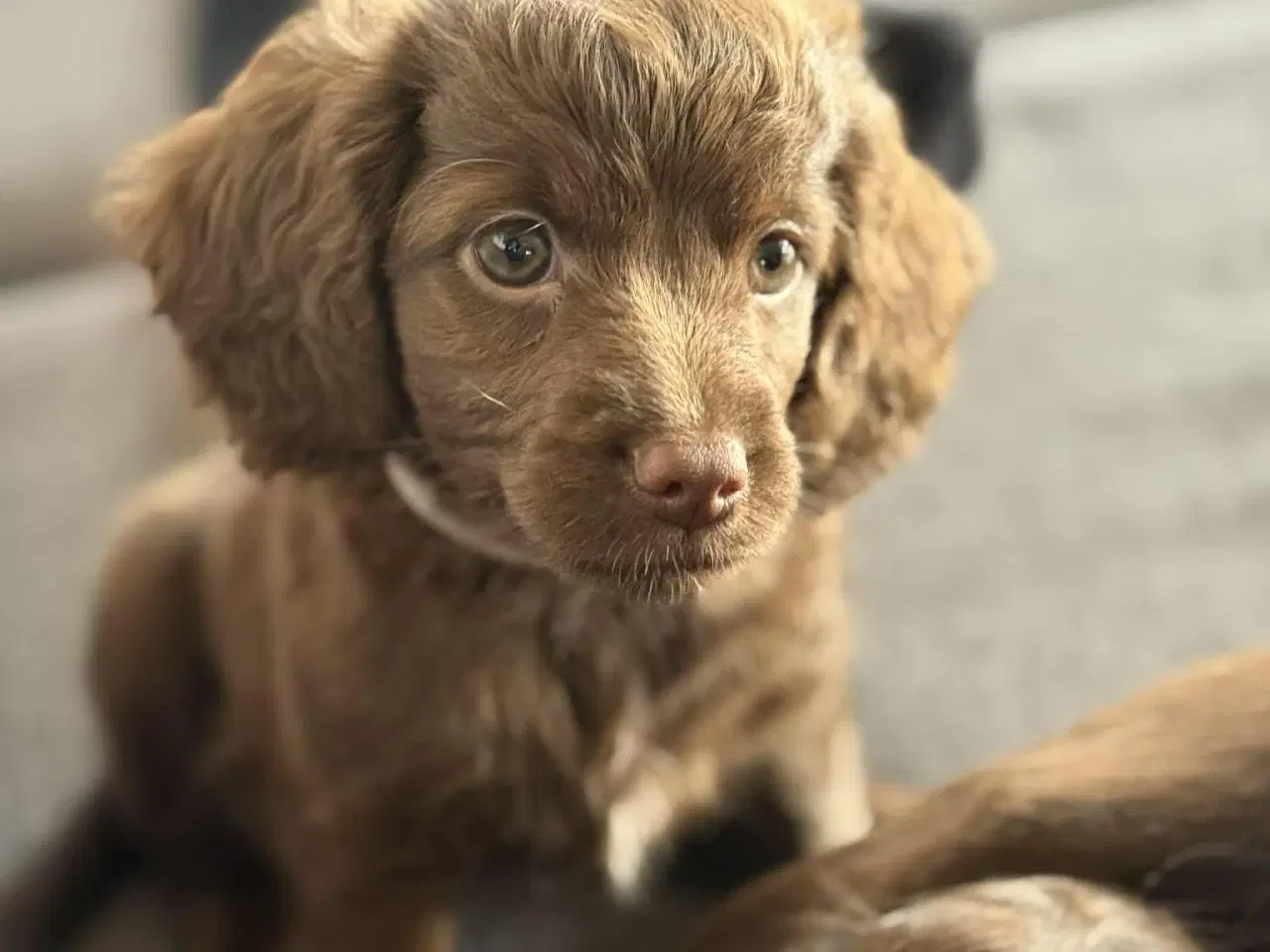 Billede 5 - Én brun Cockapoo tæve tilbage