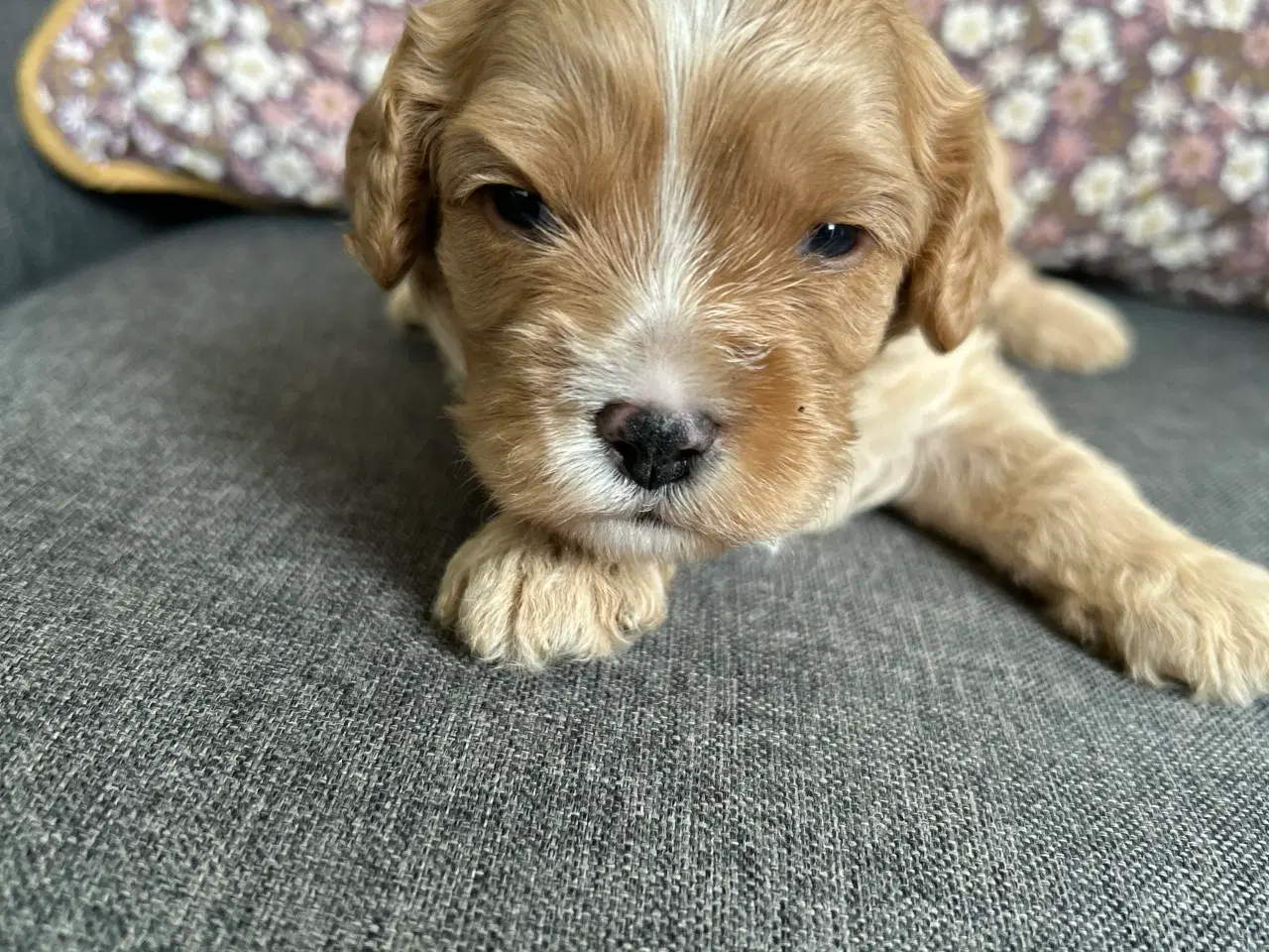 Billede 5 - Cavapoo med et twist af fransk bulldog 