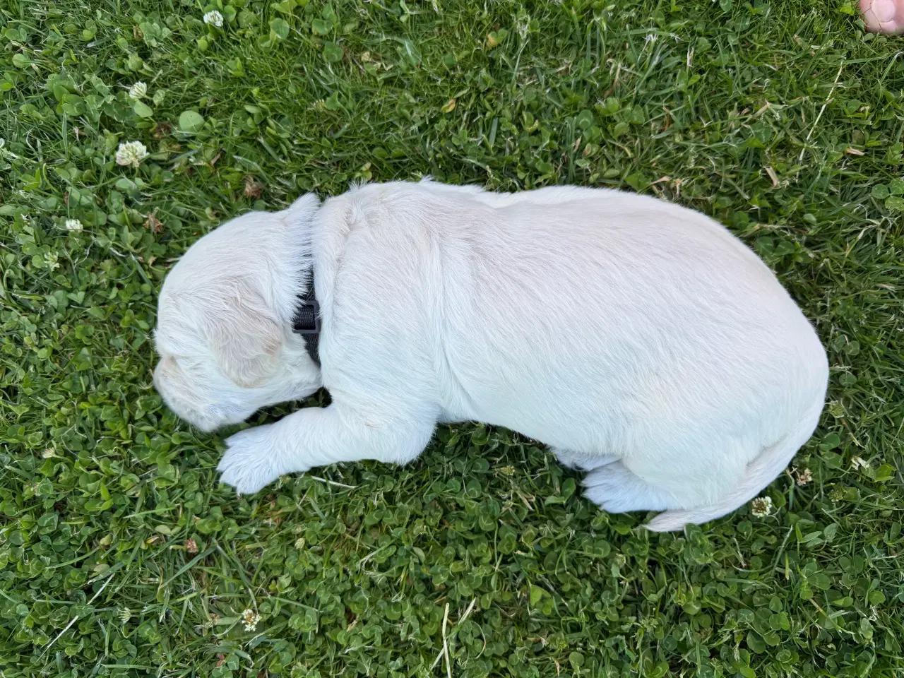 Billede 4 - Golden Retriever hvalpe 
