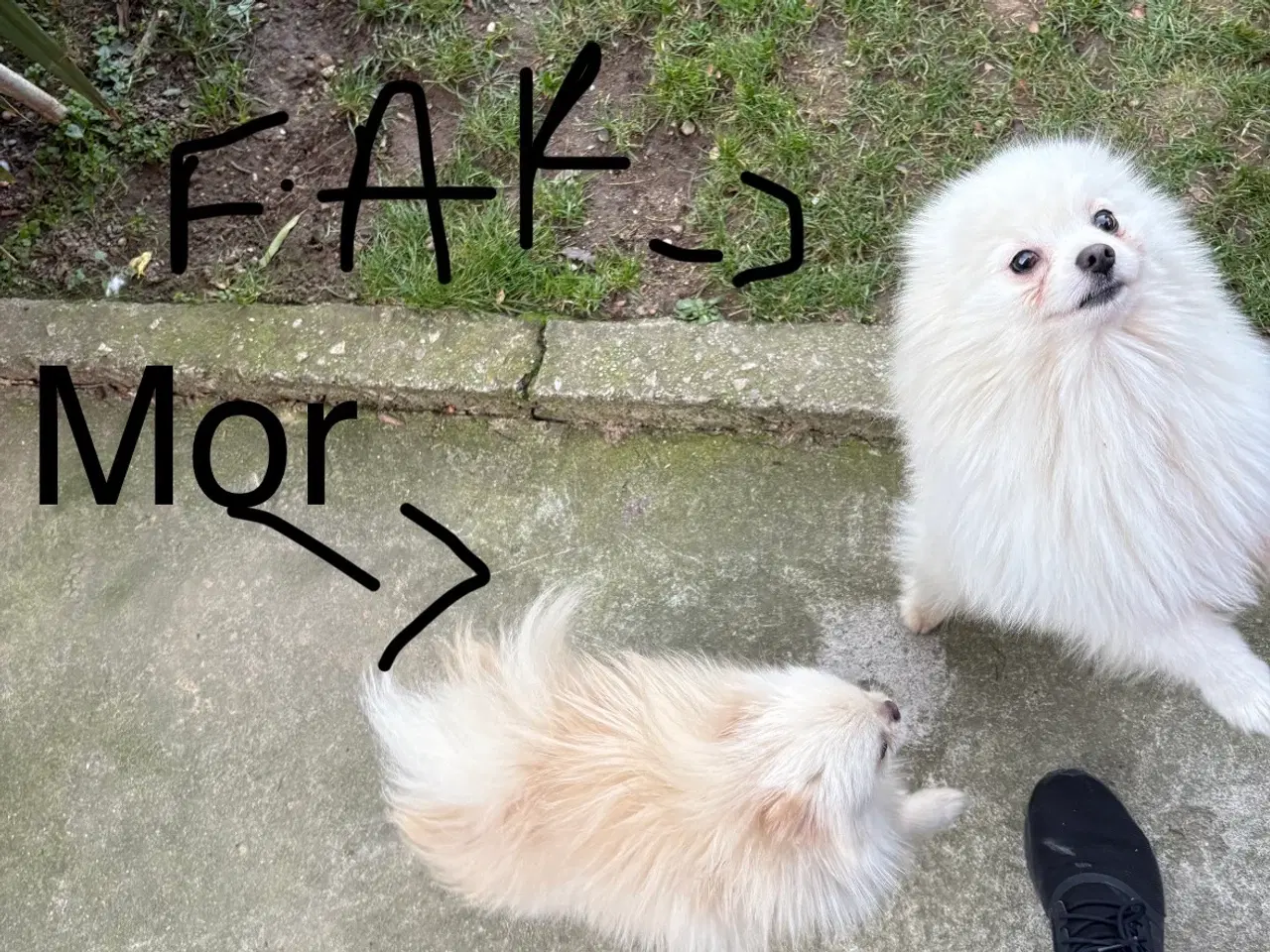 Billede 6 - Kærlig Pomeranian pige-hvalp – fuldt vaccineret,