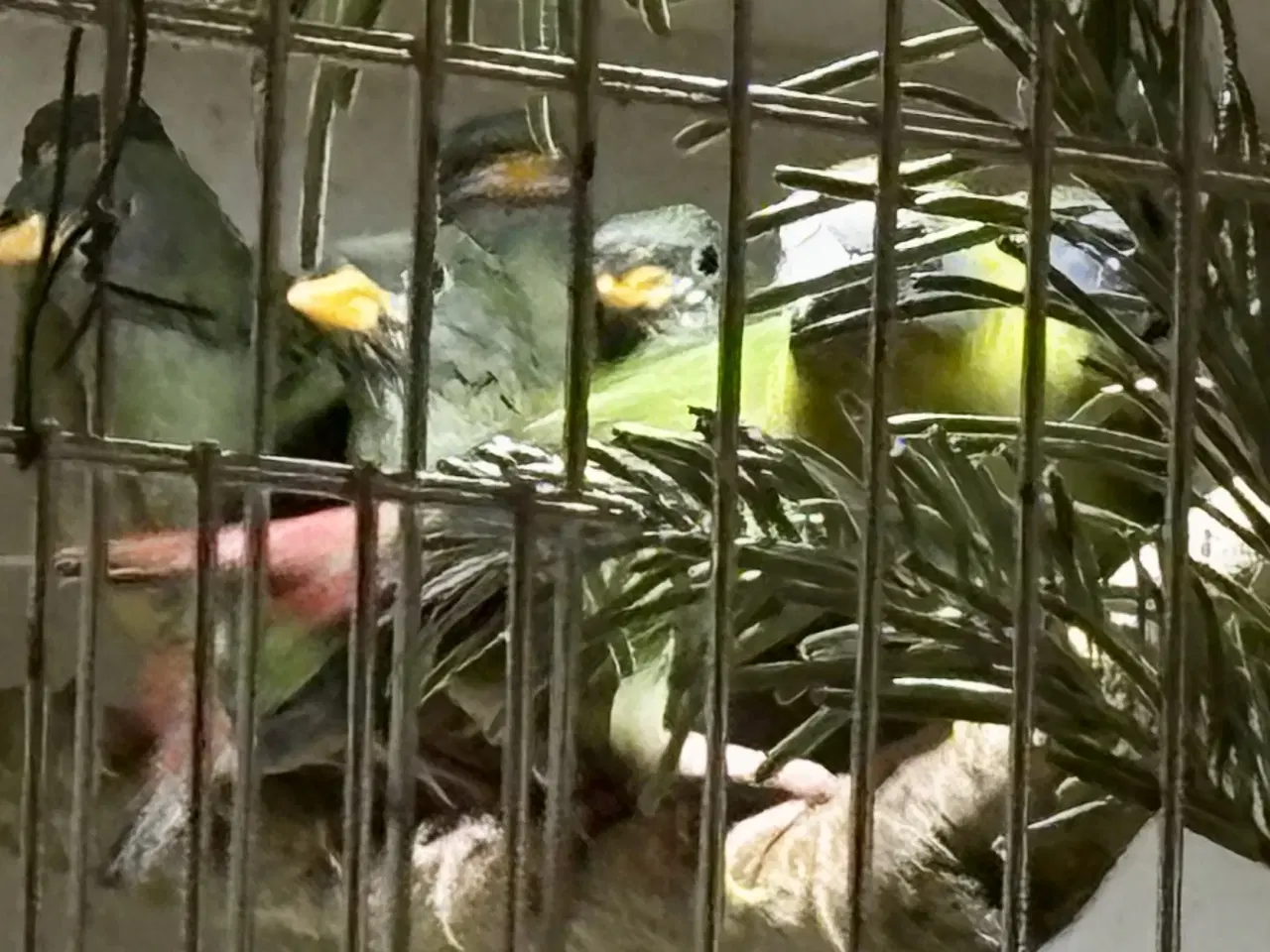 Billede 4 - Korthalt, blåhovedet papegøjeamadine og sivastrild