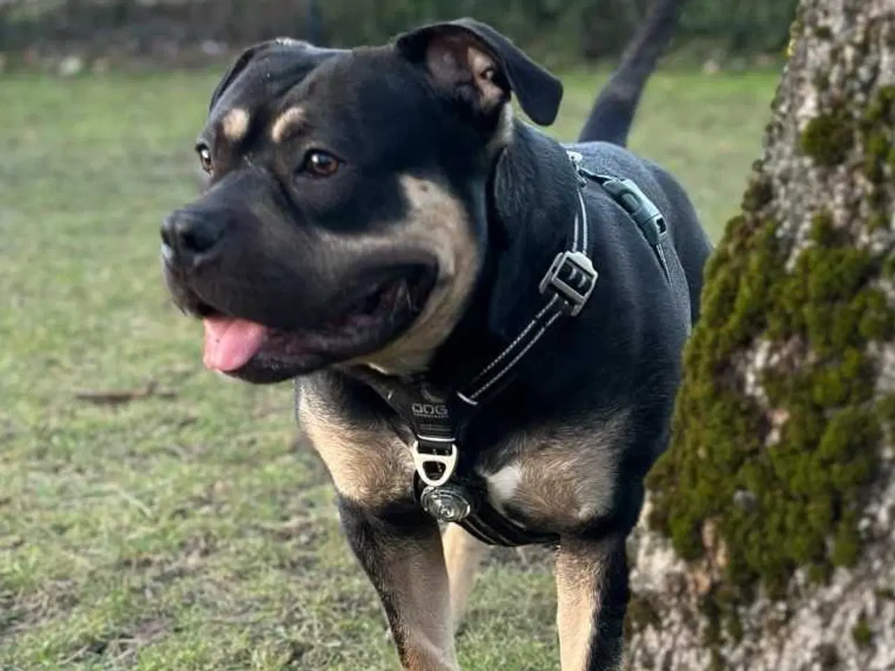 Billede 10 - American Bully 