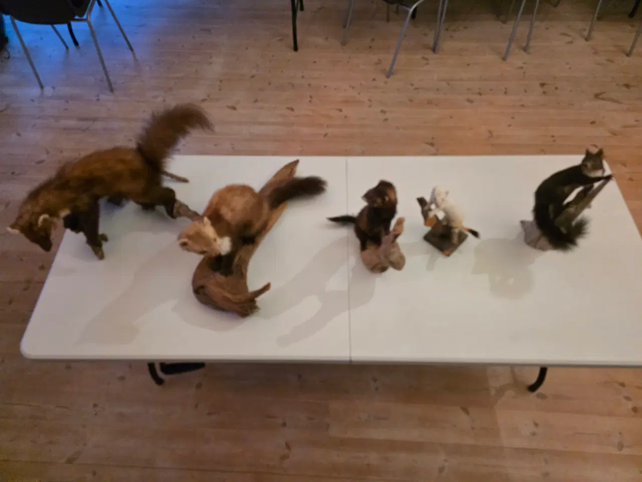 Billede 1 - Rovdyr og Egern, samlet eller hver for sig