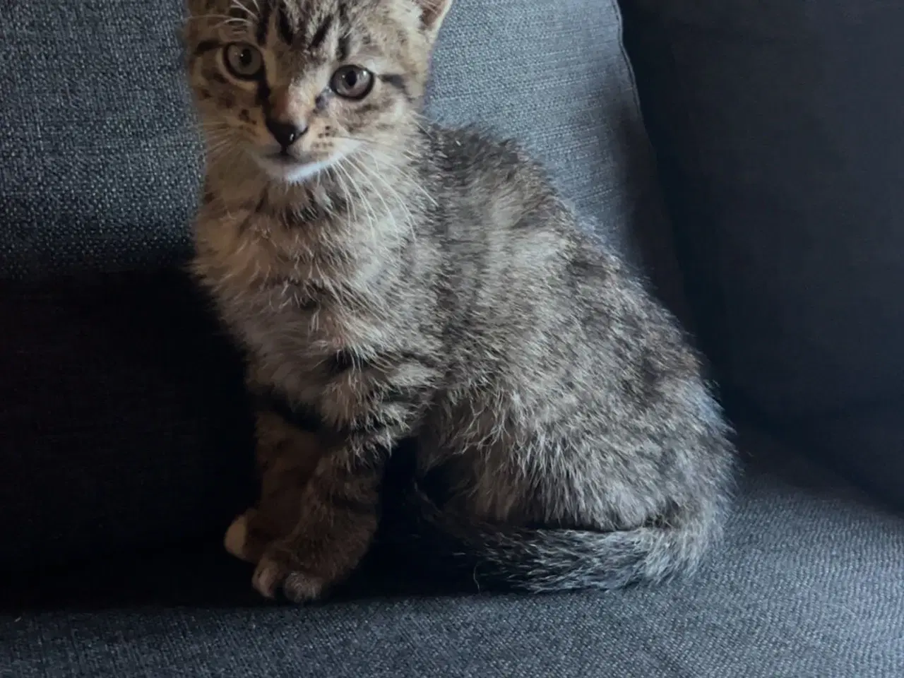 Billede 8 - To han killinger