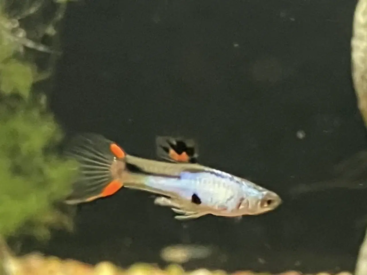 Billede 1 - Endler guppy