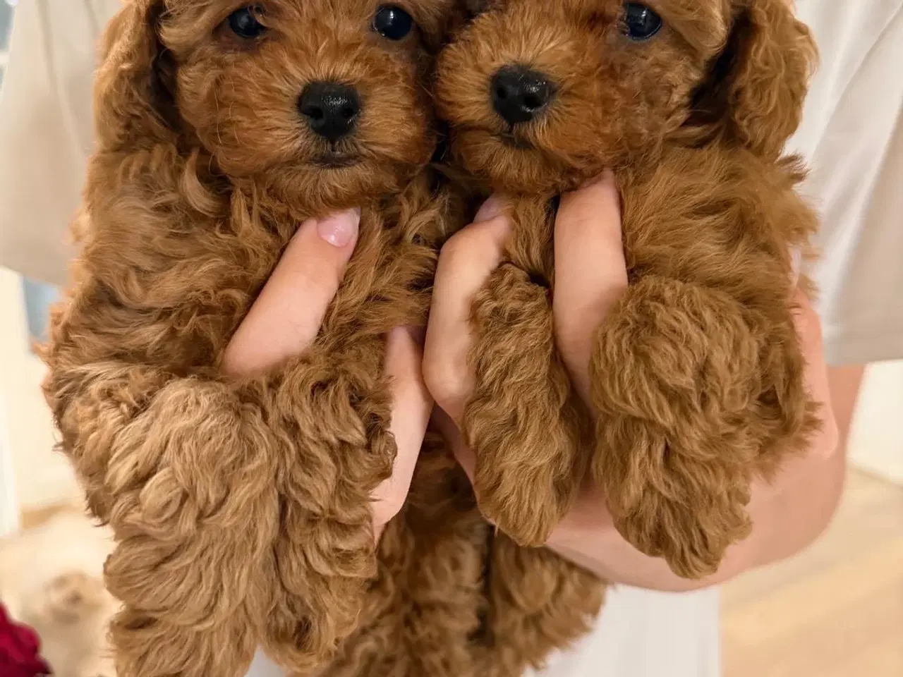 Billede 1 - Teacup/Toy puddel