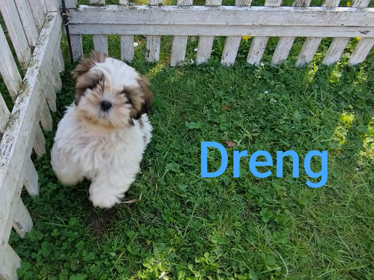 Billede 4 - Shih Tzu Hvalpe