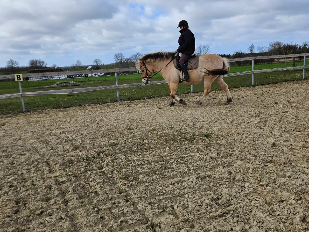 Billede 7 - Fjordhest/Nordbagger