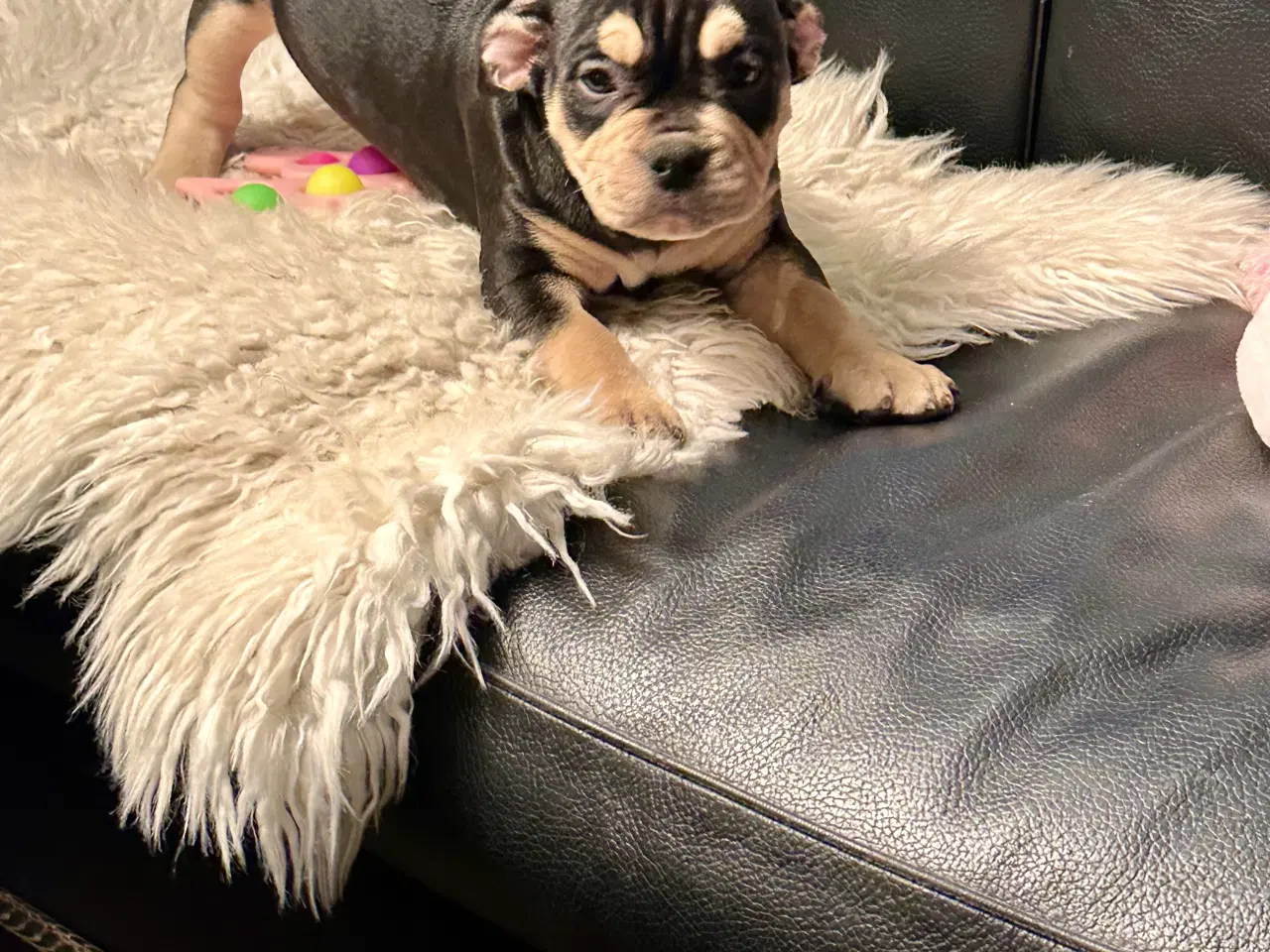 Billede 2 - Old english bulldog