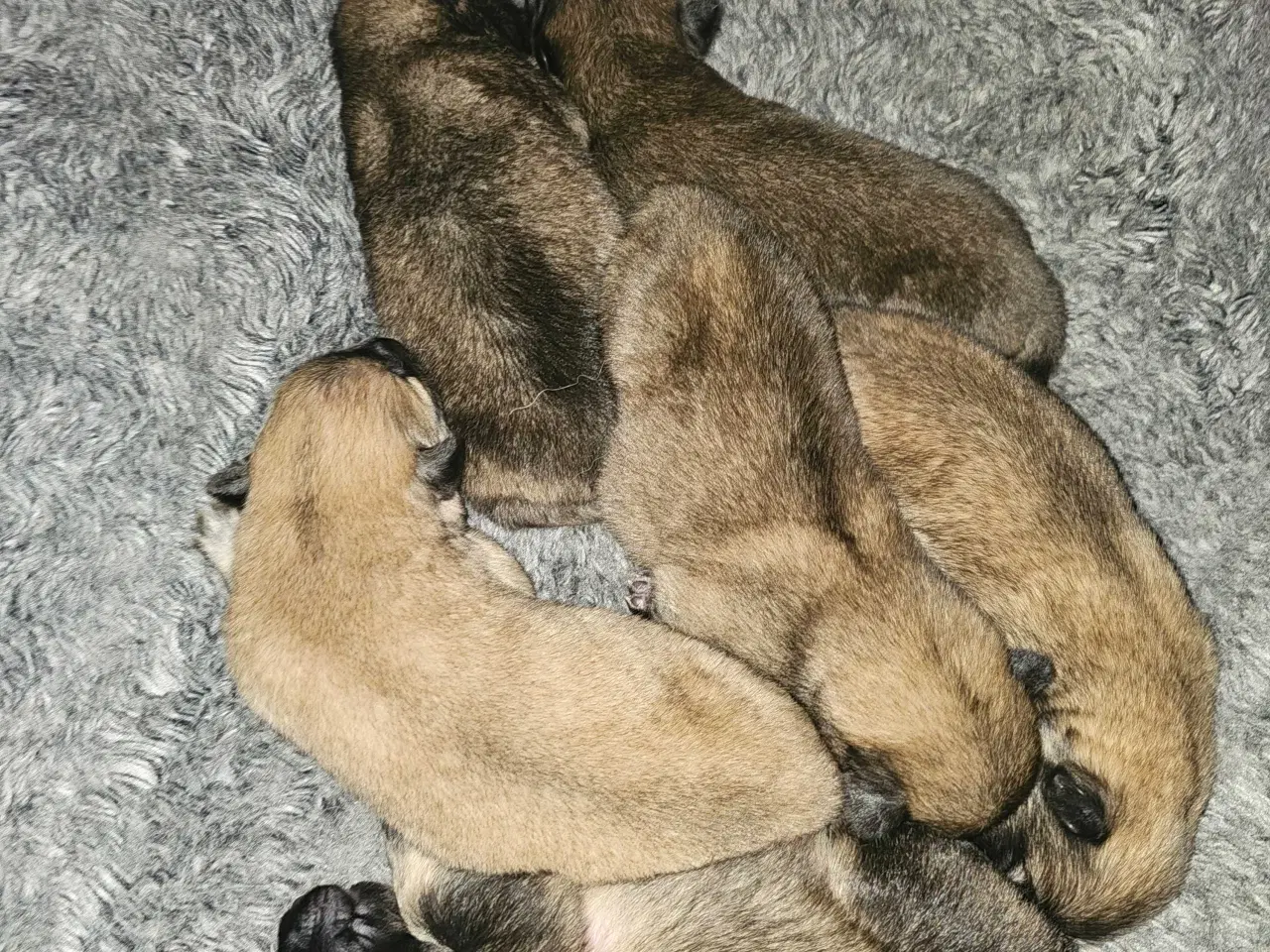 Billede 2 - Husky/Eurasier hvalpe sælges 