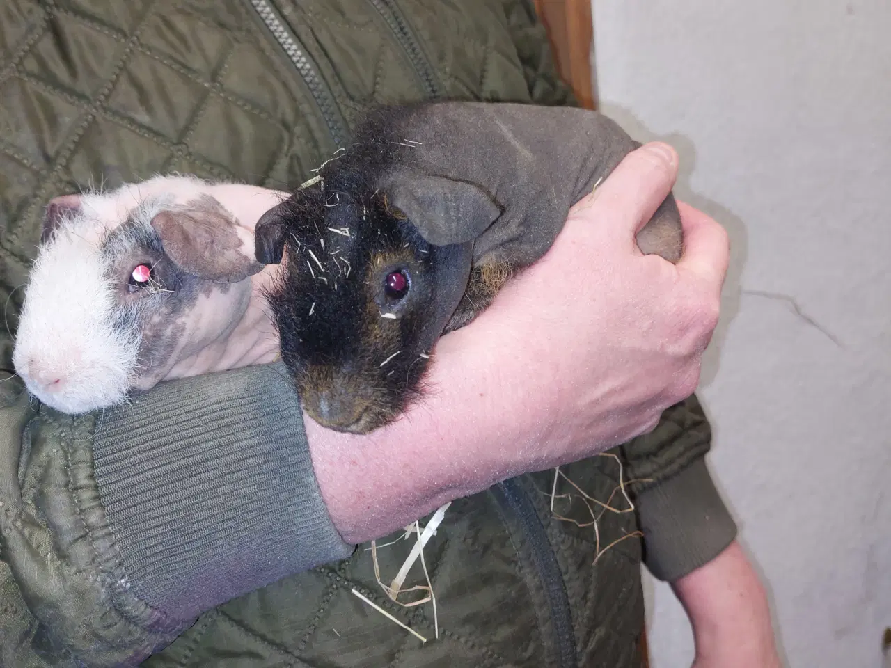 Billede 2 - Skinny marsvin