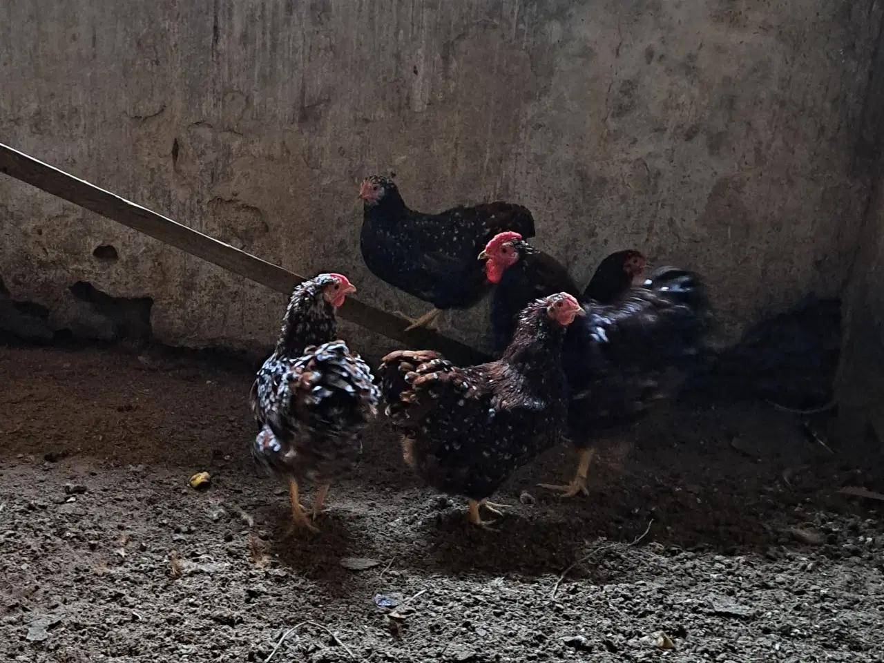 Billede 2 - Dværghøns Wyandotter porcelæbsfarvet