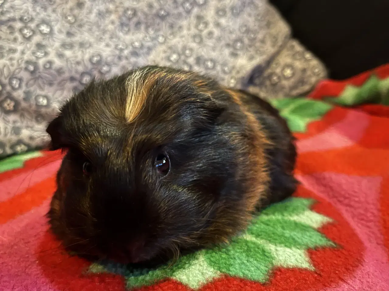 Billede 5 - Marsvin, han