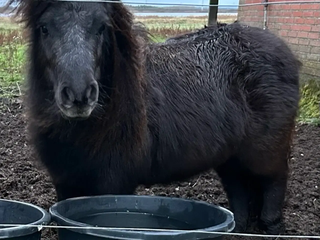 Billede 1 - Skøn mini shetlænder hoppe sælges 