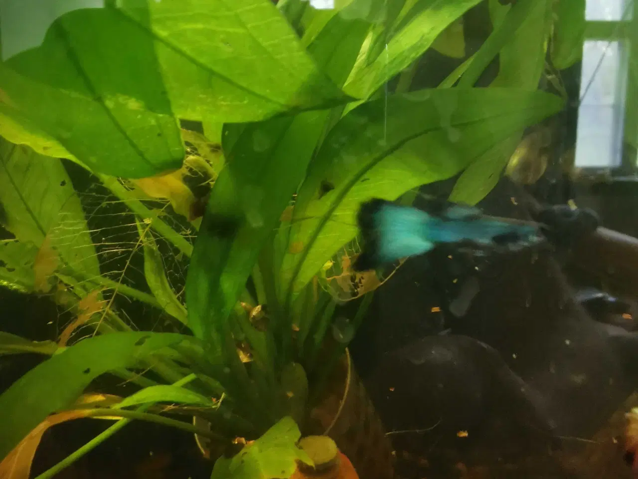 Billede 3 - Guppy mix