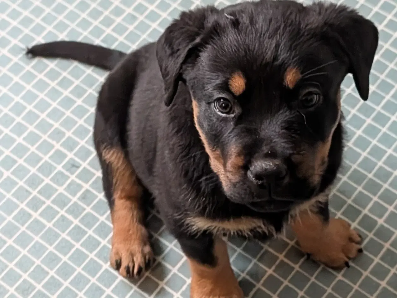 Billede 1 - Labweiler