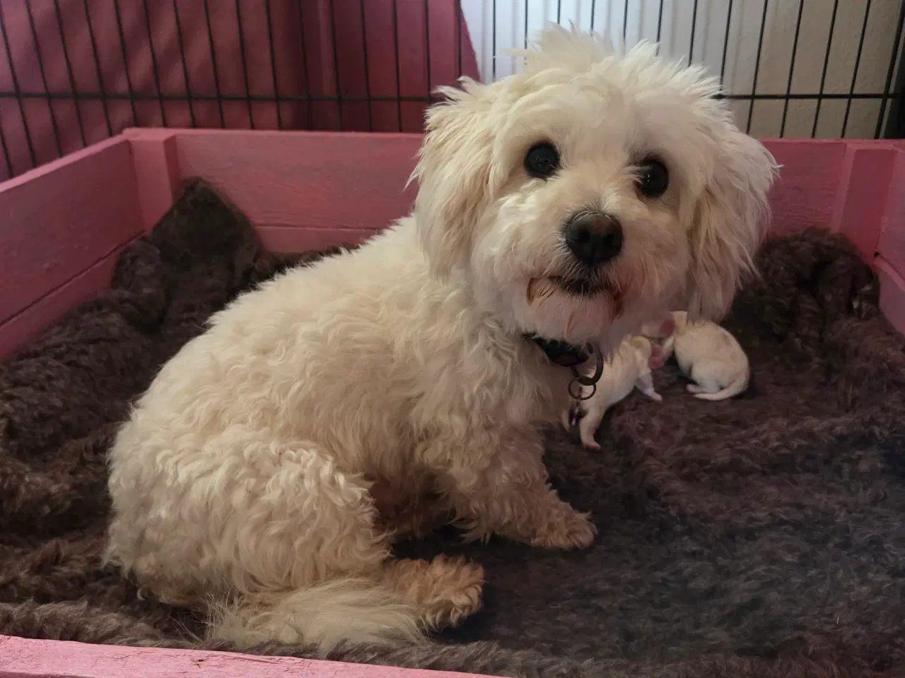 Billede 5 - Coton de tulear hvalpe 