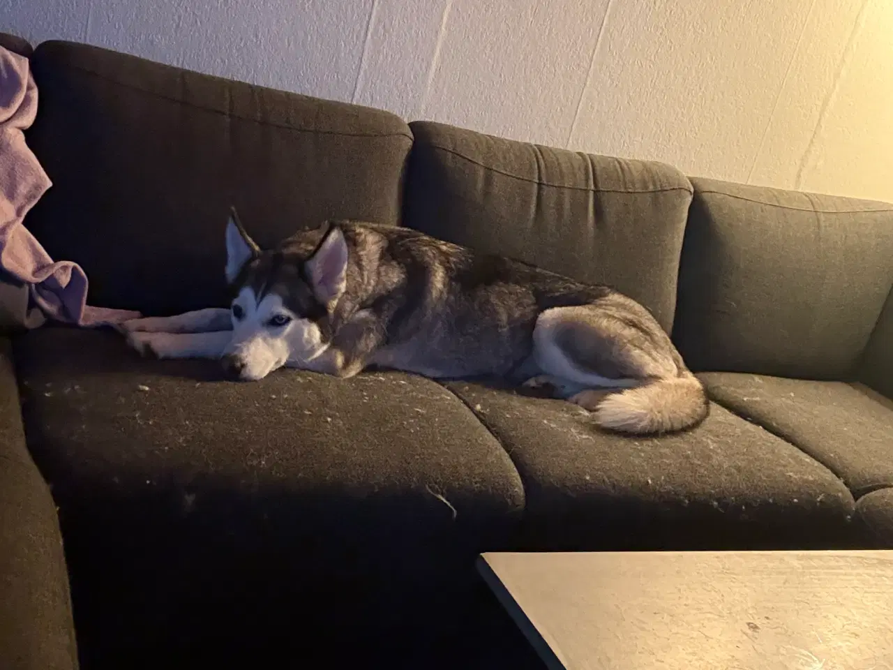 Billede 4 - Husky hunhund 
