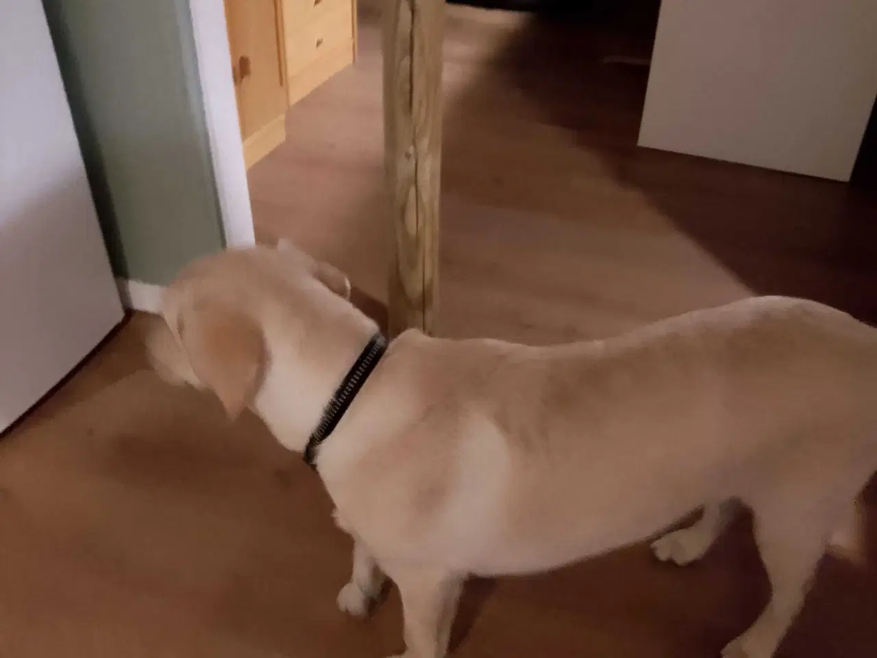 Billede 3 - Labrador Retriever han søger nyt hjem.