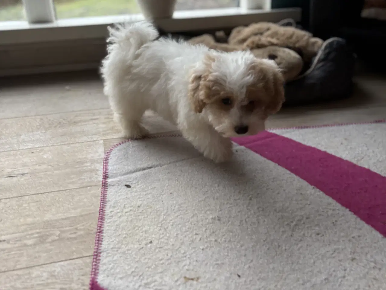 Billede 18 - HAVAPOO HVALPE-REJSEKLARE NU!