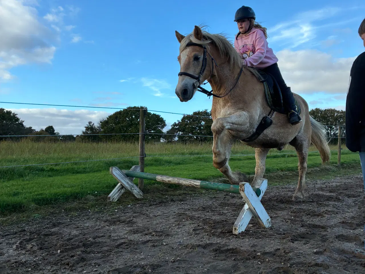 Billede 10 - Super sød haflinger